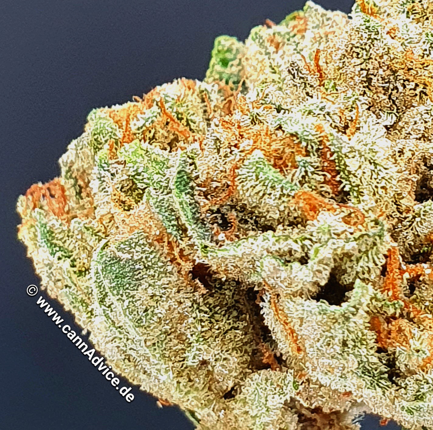 Tire Fire (Indica Forte) von CannaMedical / 24,9% THC