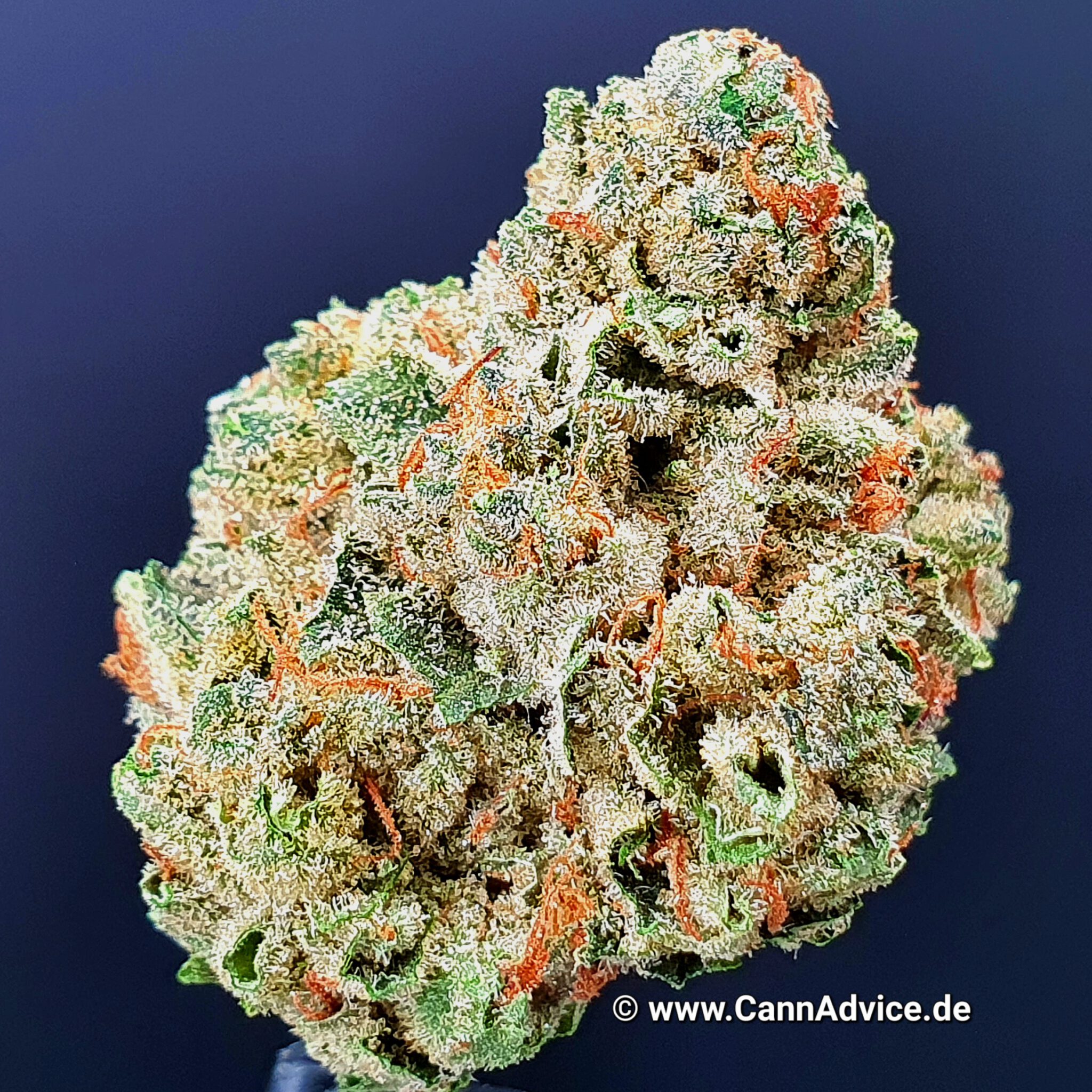 lemon cake strain reddit        
        <figure class=