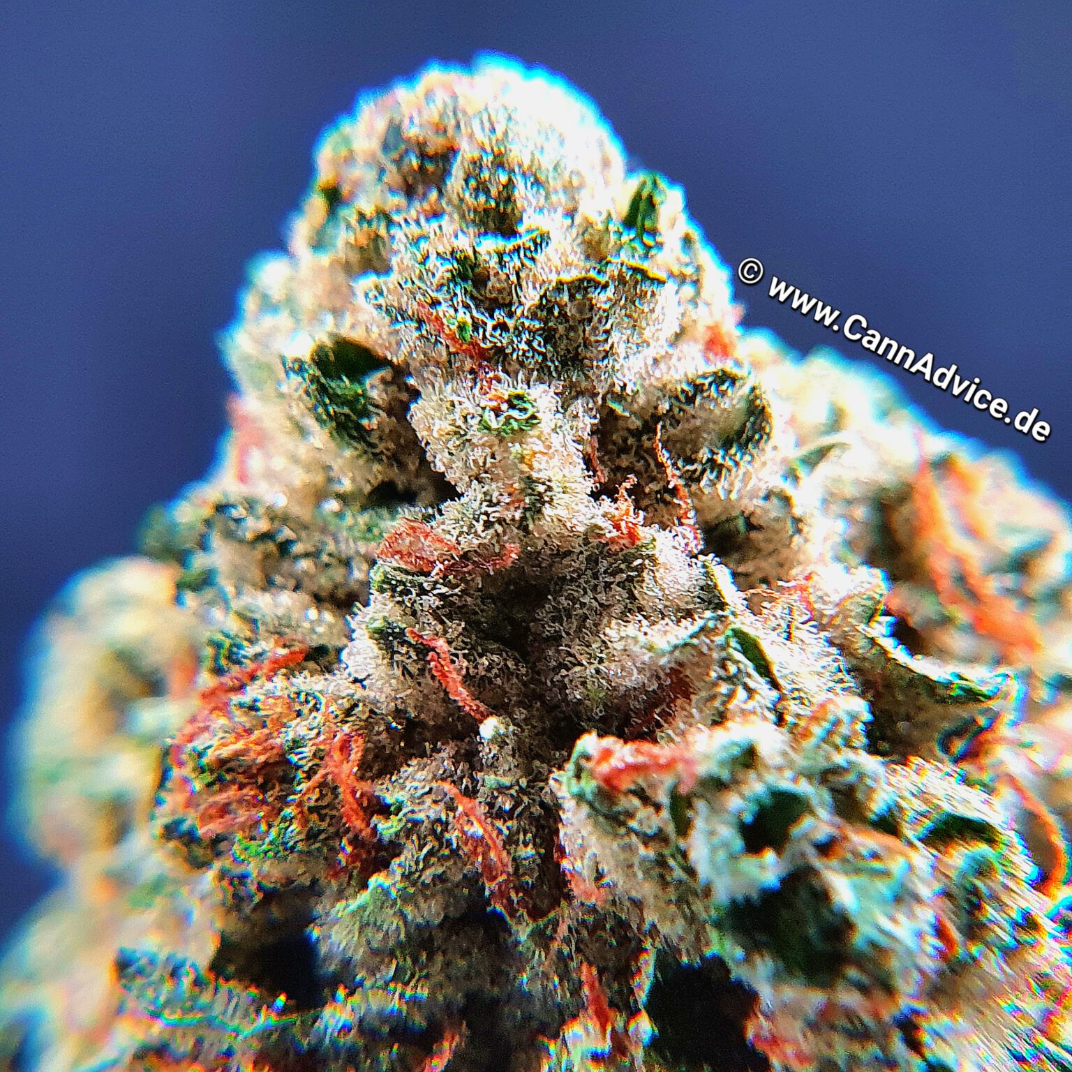 Frosted Lemon Cake (25/1) von Remexian / 25 THC CannAdvice