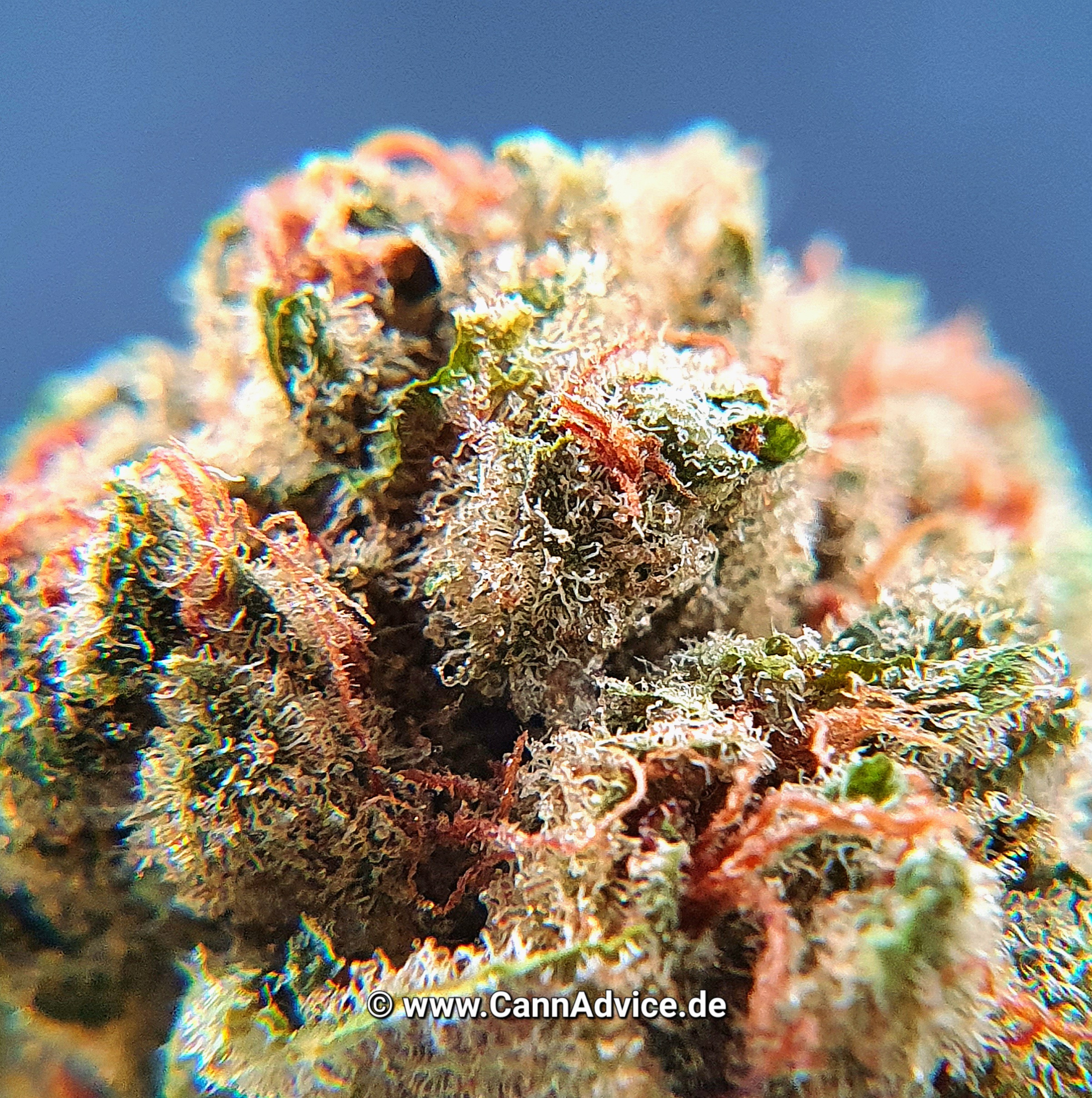 Incredible Milk (Hybrid Forte NG) von CannaMedical / 22,3 % (indica-dominant, Clear Hybrid)
