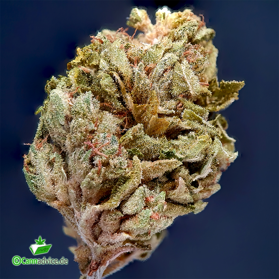 Dark Side of the Moon (Hybrid Forte) von CannaMedical / 23,6 % (indica-dominant, Clear Hybrid)