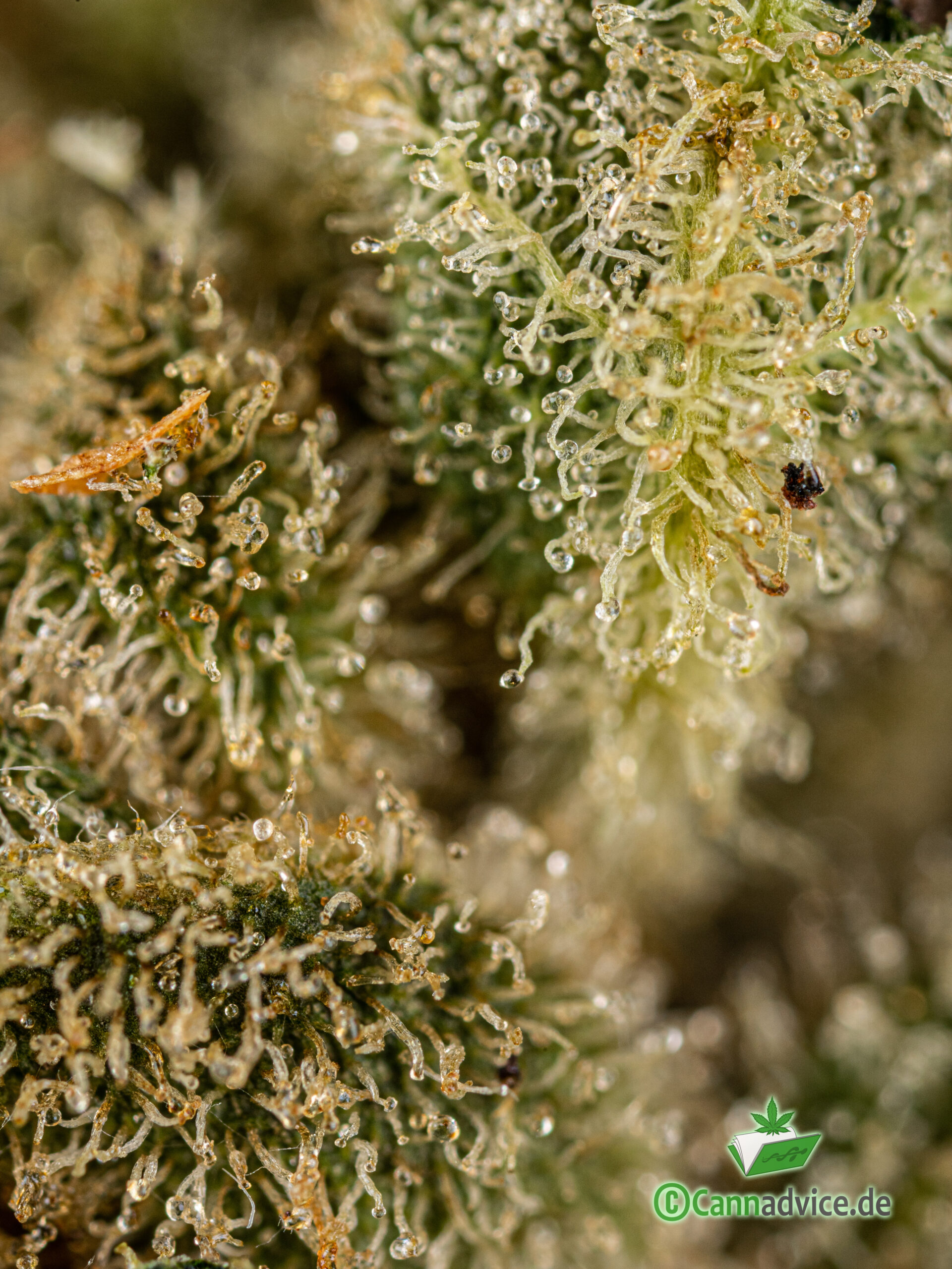 Trichome