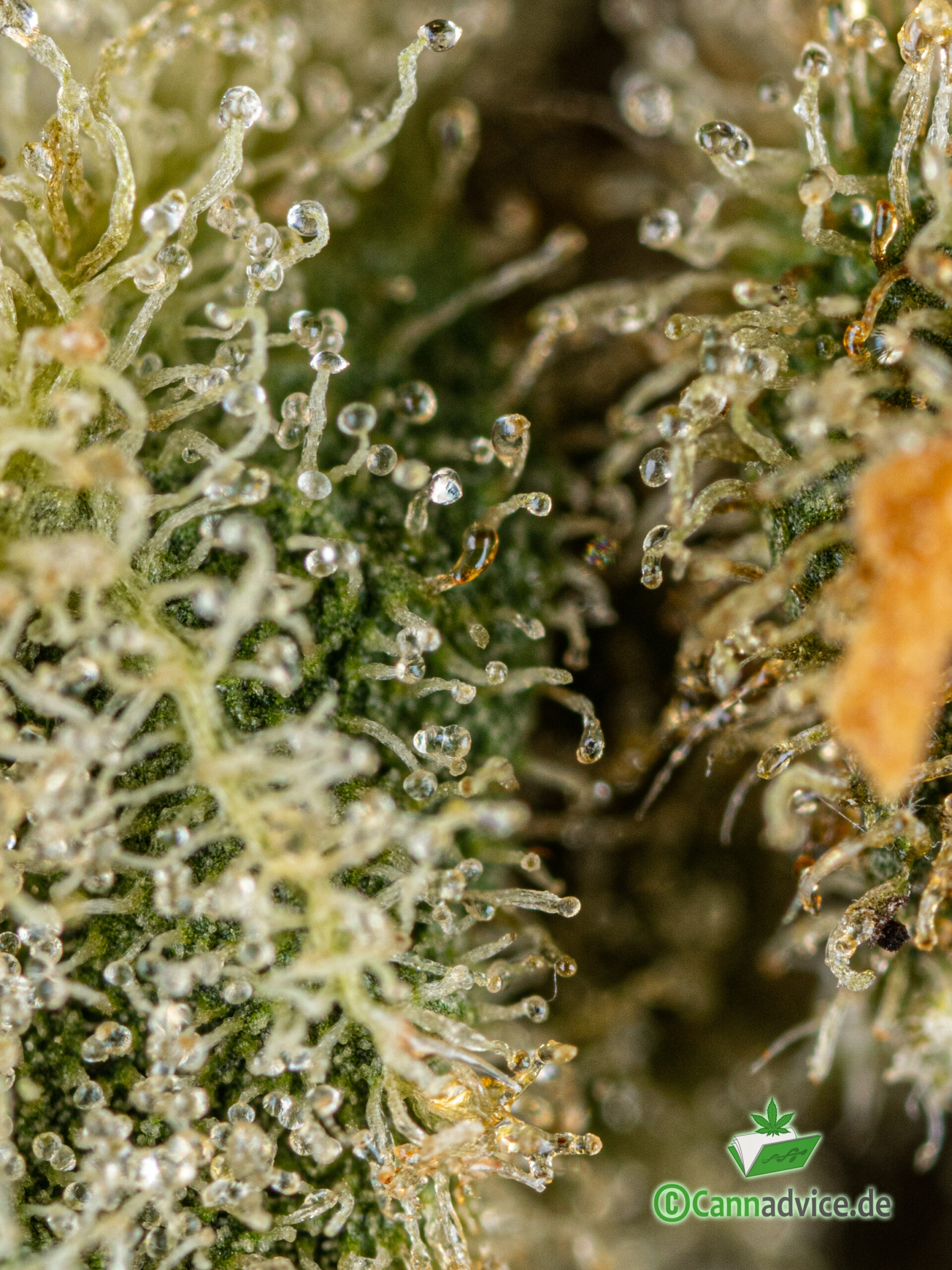 Nahaufnahme Trichome