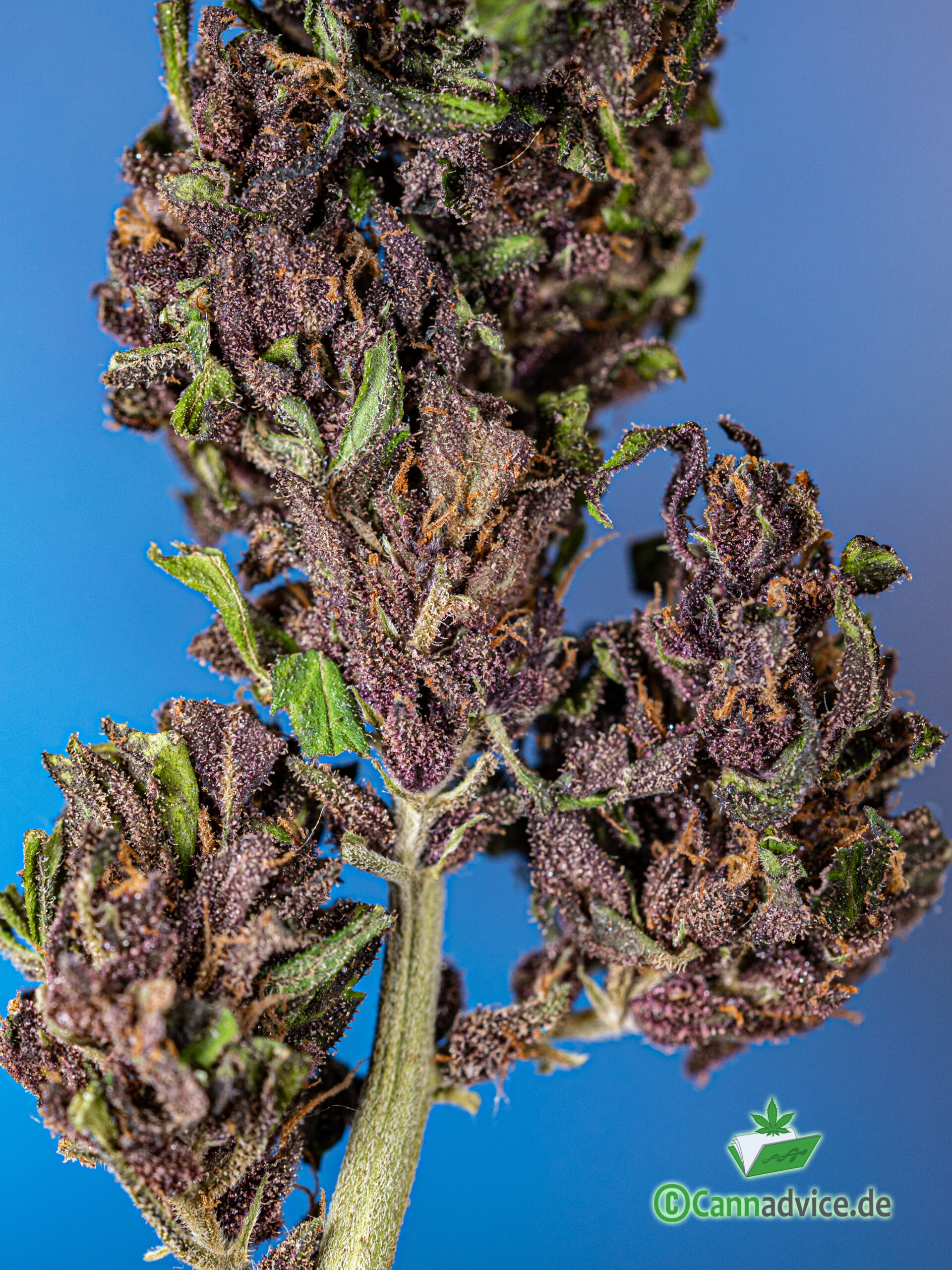 Purple Cannabis