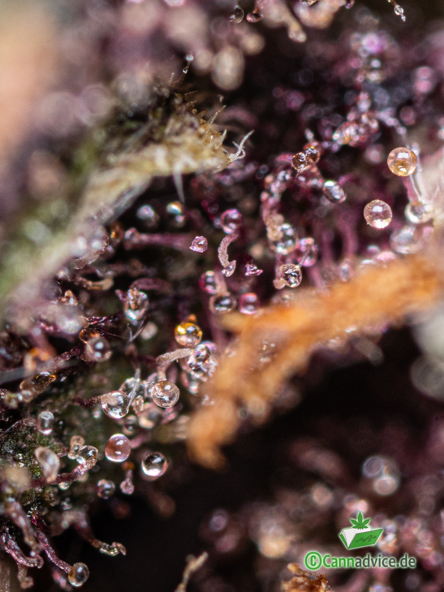 Purple Trichome