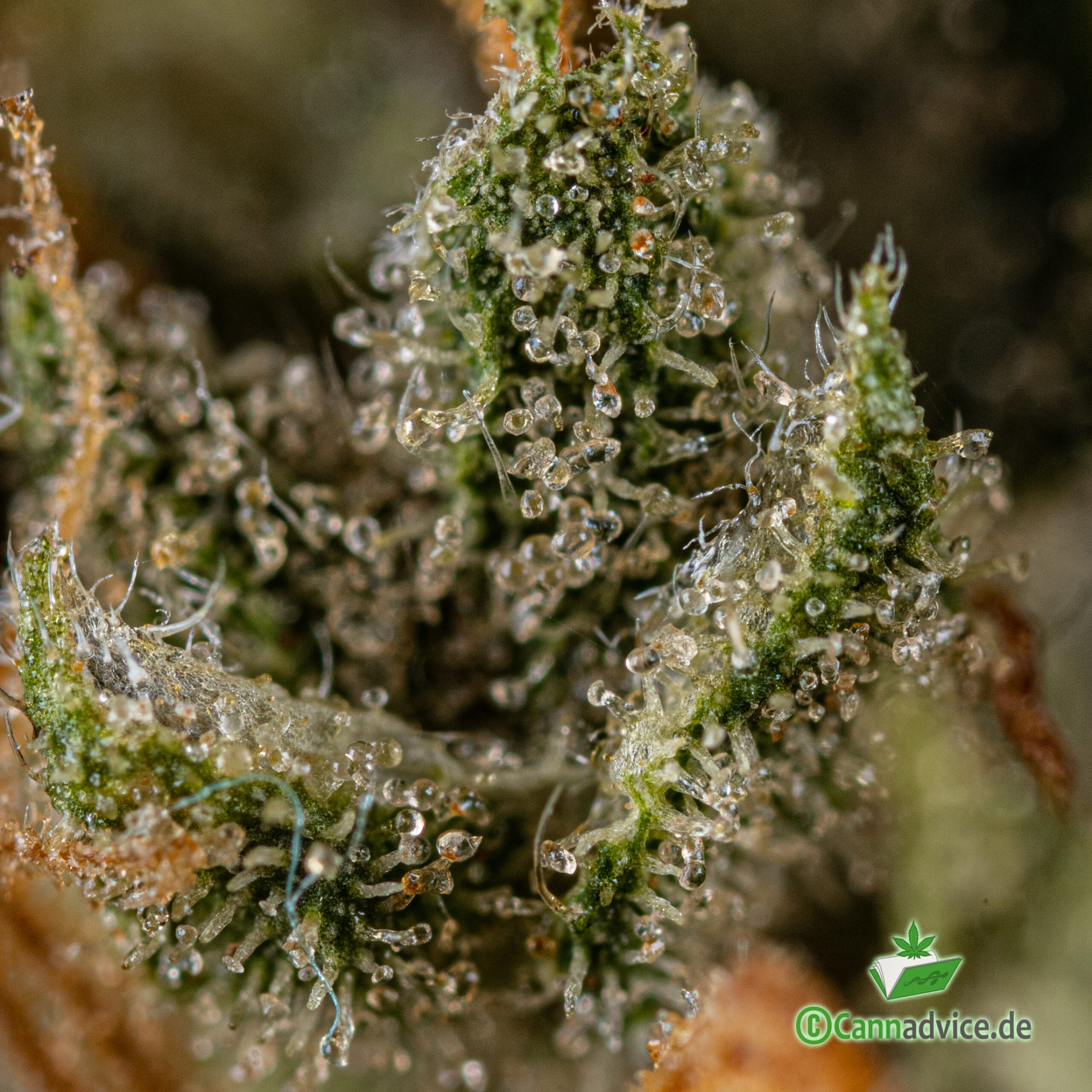 Trichome