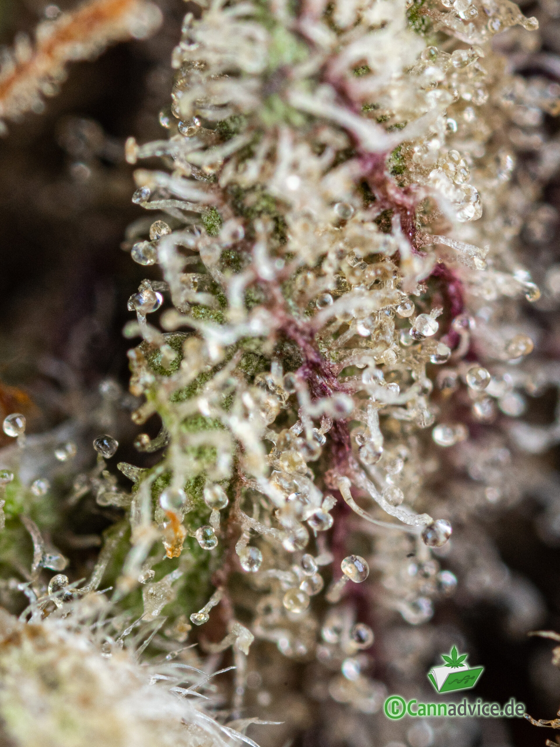 Macro Trichome