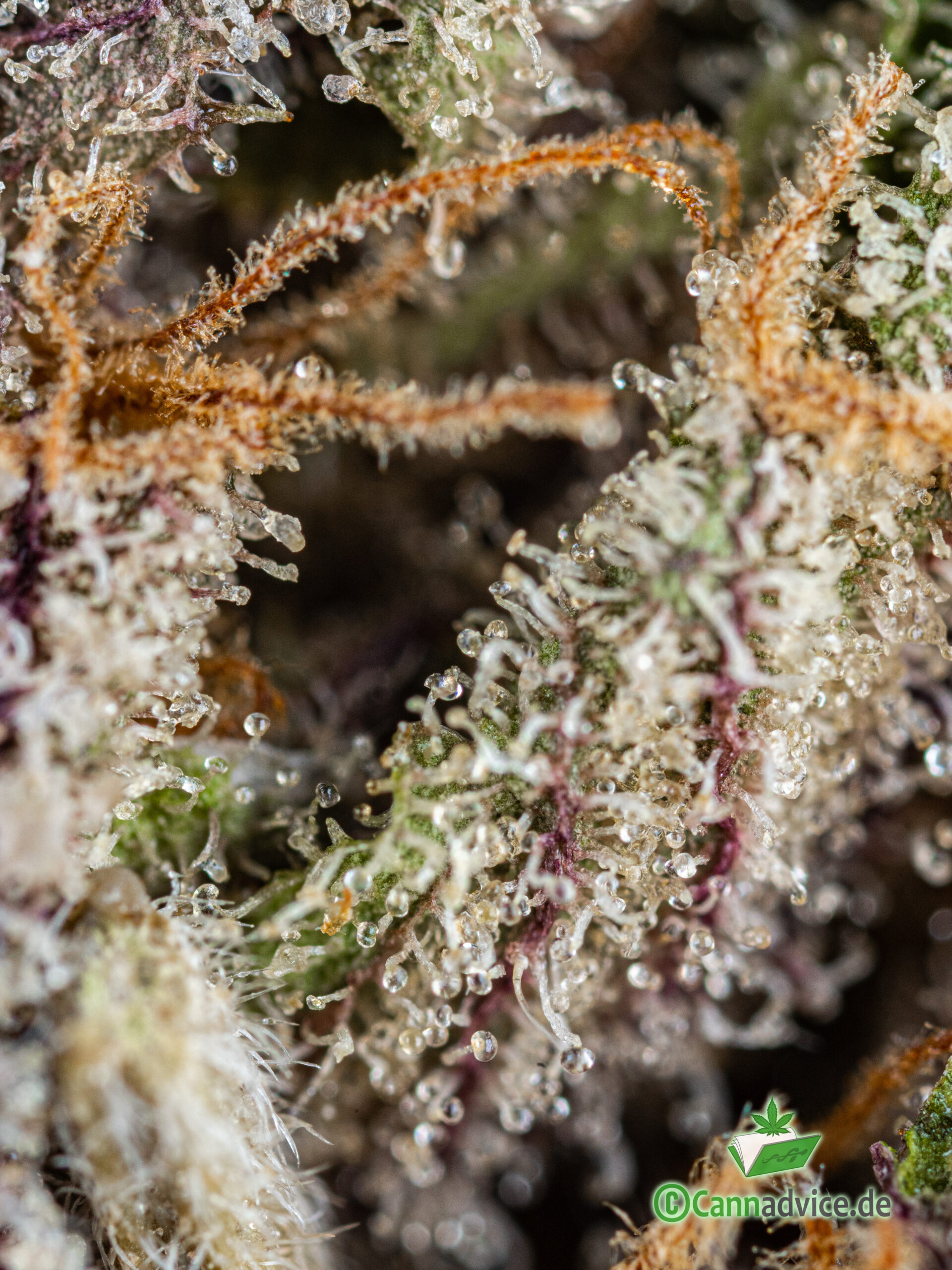 Nahaufnahme Trichome