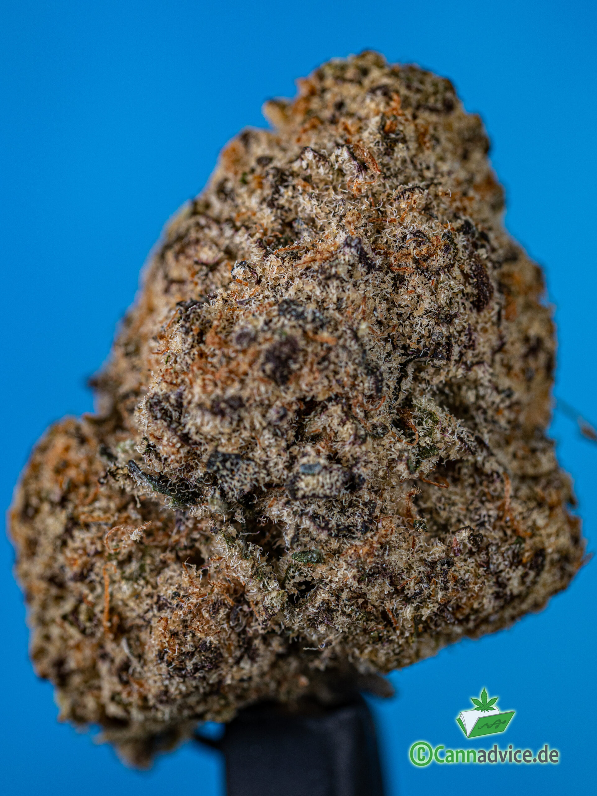 Blue Bud