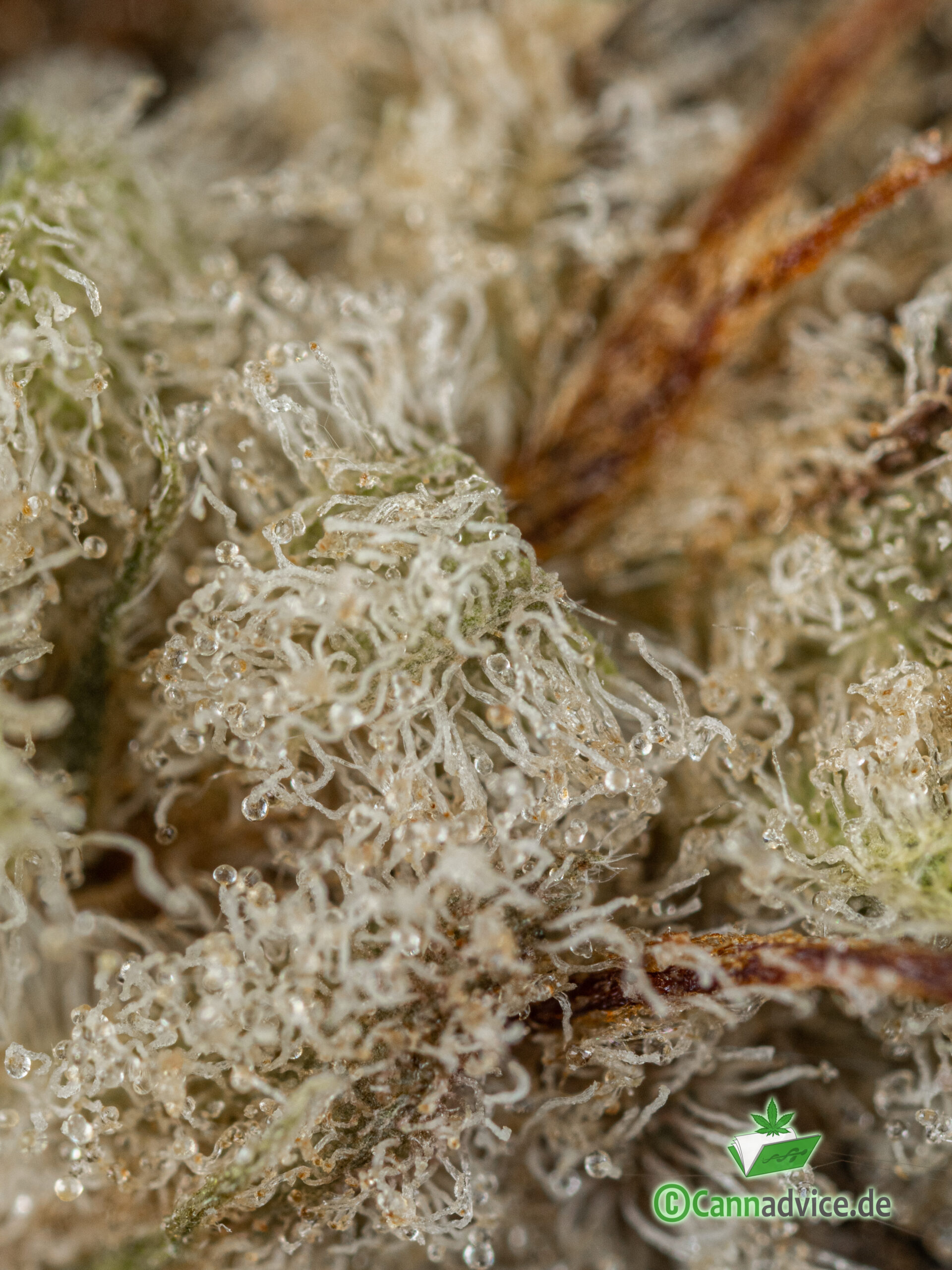 Macro Trichome