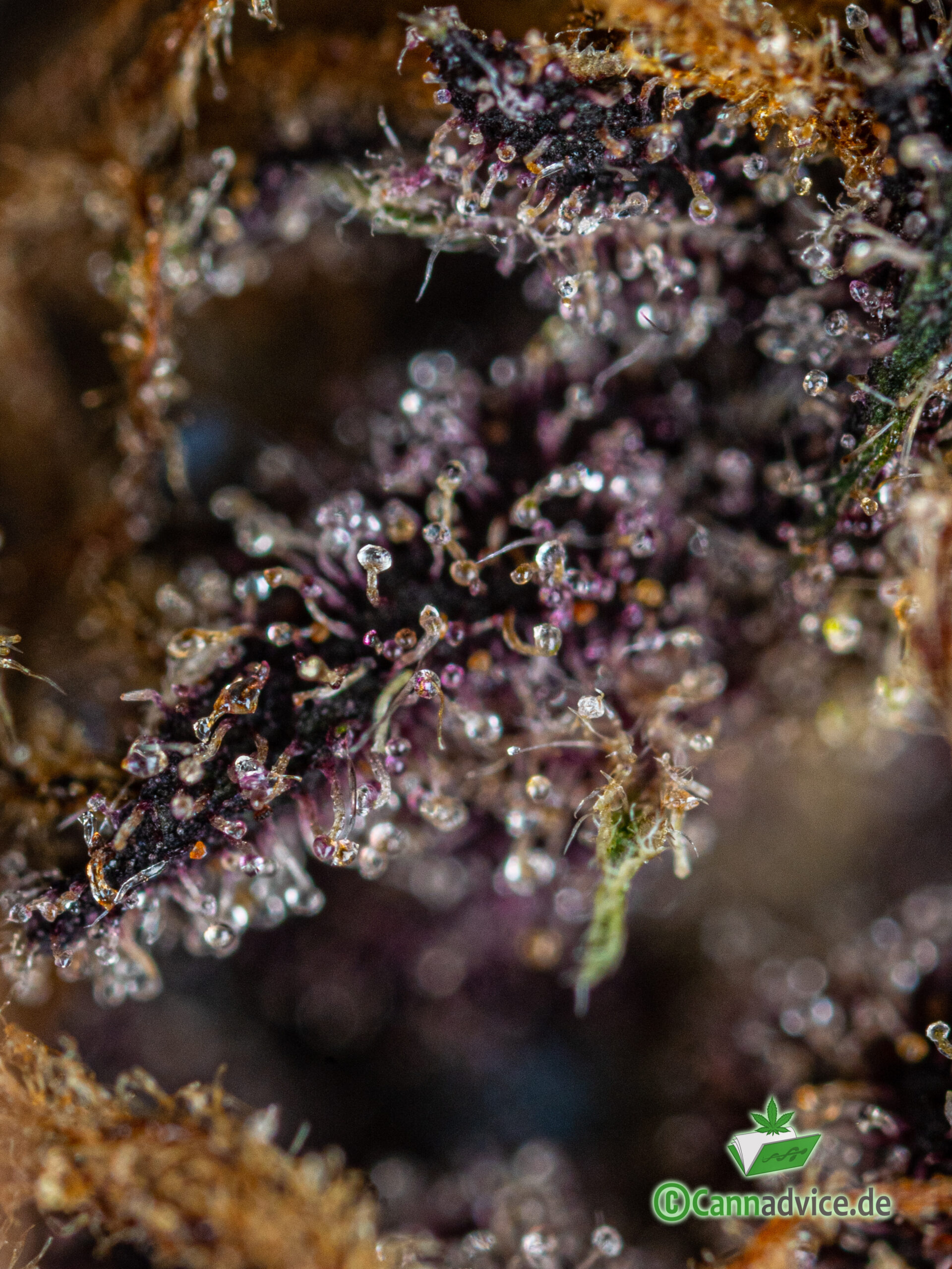 Nahaufnahme Cannabis Blüte