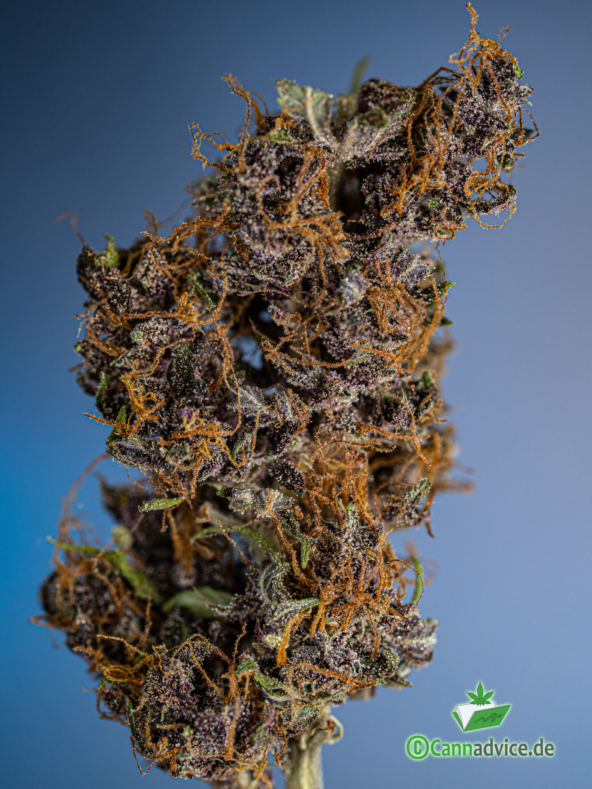 Ganze Cannabis Blüte