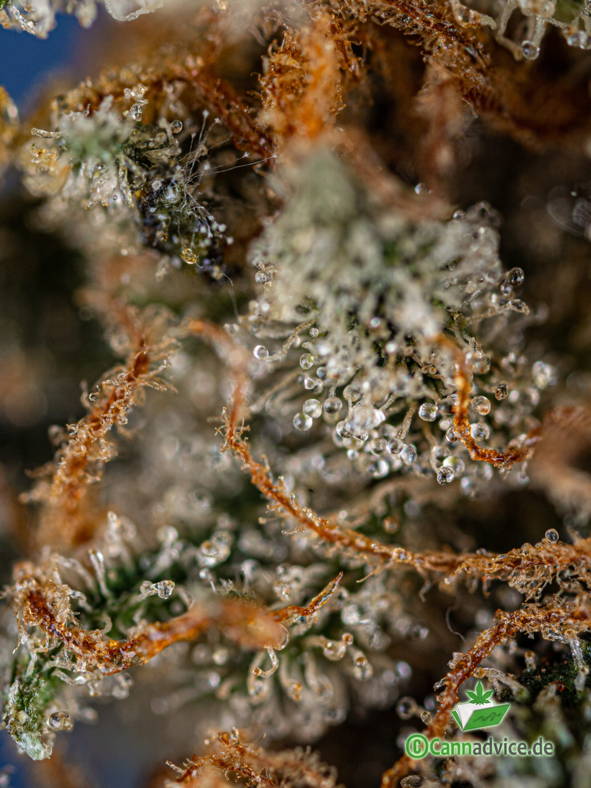 Trichome Cannabis